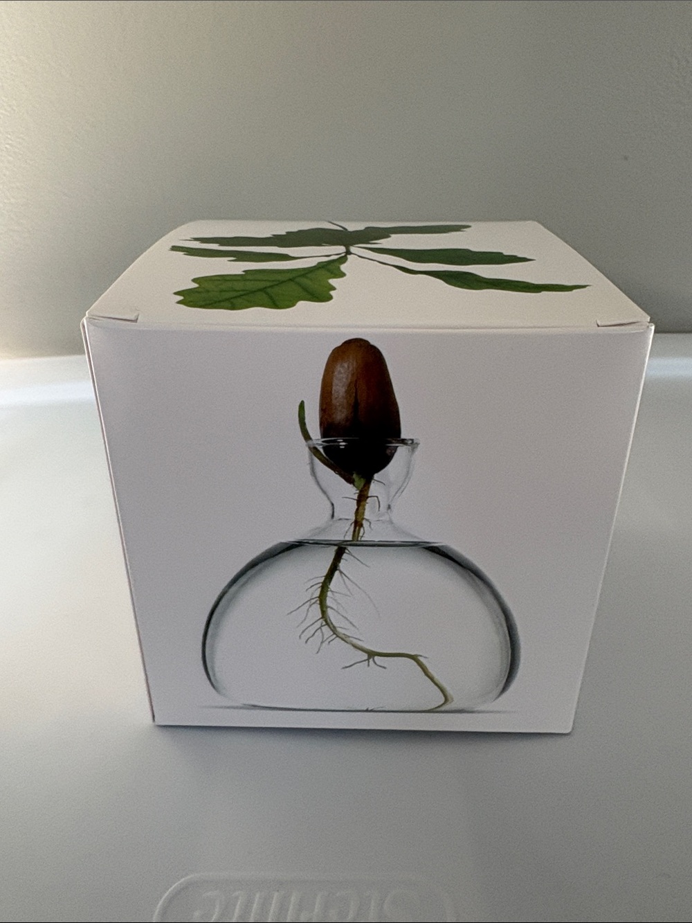 Ilex Glass Acorn Sprouter Vase in Clear